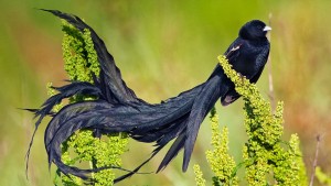 long-tailed-widowbird-male-in-breeding-plumage-marievale-bird-sanctuary-south-africa-20131015